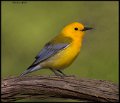 _6SB9986 prothonotary warbler